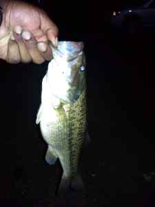 My bass