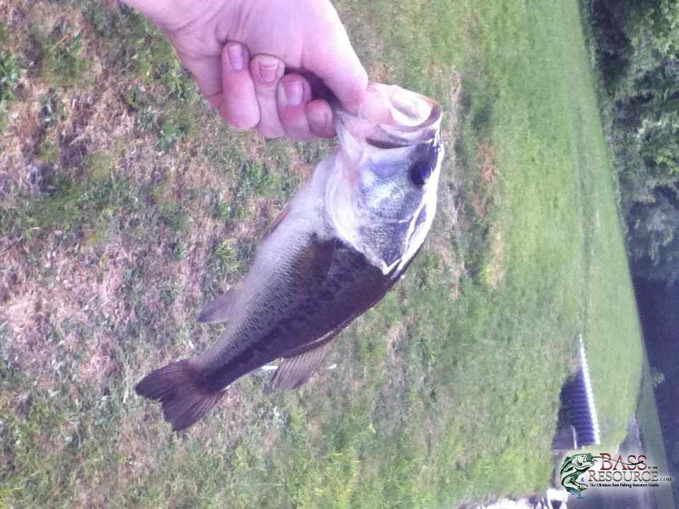 Smallmouth
