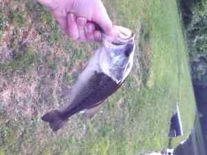 Smallmouth at my neighborhood pond
