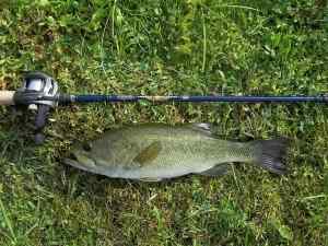 2012 08 30 17in 2.09lb LMB Spring LTB7mhxf