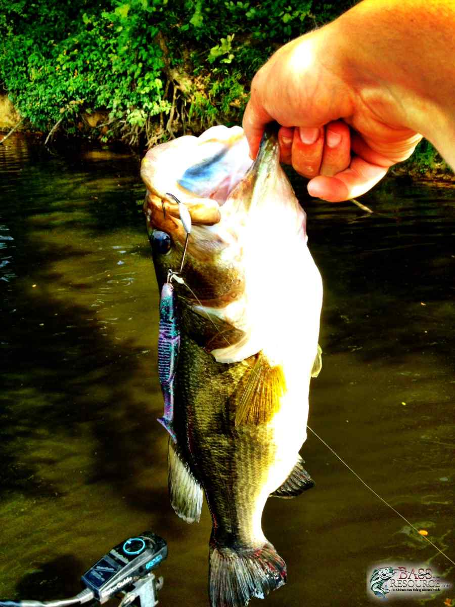 KY Catches