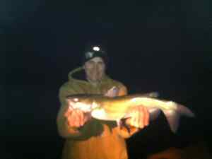 Not a bass but new PB blue cat