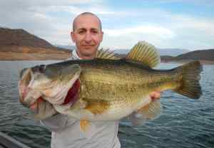 A 10 - 11 Mexican Monster Bass