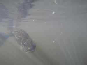 Underwater Lunker