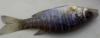 post-33645-0-70125600-1327261865_thumb.j