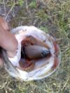 post-27975-0-74385400-1358734575_thumb.j
