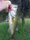 post-10066-13016299476_thumb.jpg