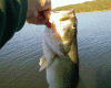 post-10640-130163008409_thumb.gif