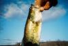 post-10657-130162933428_thumb.jpg