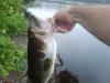 post-10657-13016298601_thumb.jpg