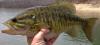 post-16559-130162971576_thumb.jpg