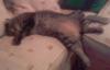 post-17235-130162967913_thumb.jpg