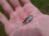 post-20421-130162994207_thumb.jpg