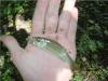 post-2373-130162980854_thumb.jpg