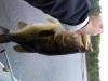post-26449-130162999771_thumb.jpeg