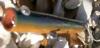 post-27189-130162899696_thumb.jpg