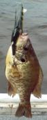 post-3431-130162981676_thumb.jpg