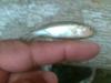 post-369-13016301566_thumb.jpg