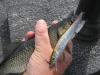 post-7272-130162969665_thumb.jpg
