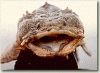 post-8881-130162970621_thumb.gif