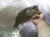 post-9676-13016294295_thumb.jpg