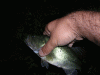 post-9676-130163018242_thumb.gif