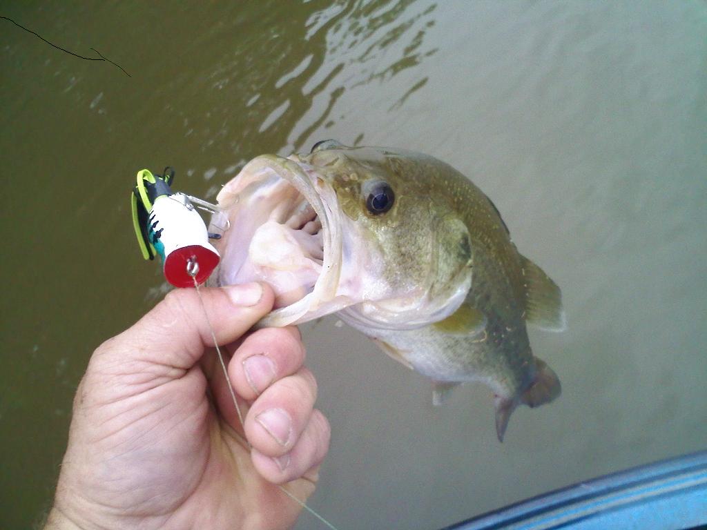 What is the white plastic in front of the lure? : r/FishingForBeginners