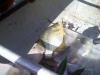 post-30629-0-46657100-1335470897_thumb.j