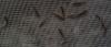 post-33645-0-93029600-1333758745_thumb.j