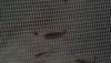post-33645-0-95120800-1333758780_thumb.j