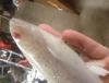 post-6038-0-93316700-1427893210_thumb.jp