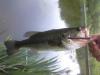 post-29983-0-00992500-1305658116_thumb.j