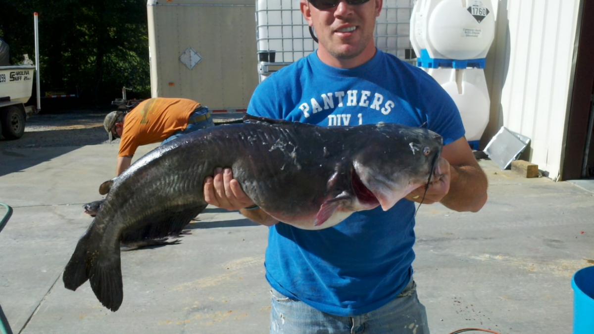How to fish the Santee catfish rig