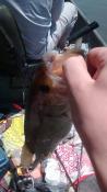 post-50738-0-24948800-1431993915_thumb.j