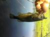 post-29983-0-24453700-1308330734_thumb.j