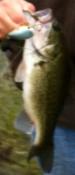post-50912-0-43635600-1433304114_thumb.j