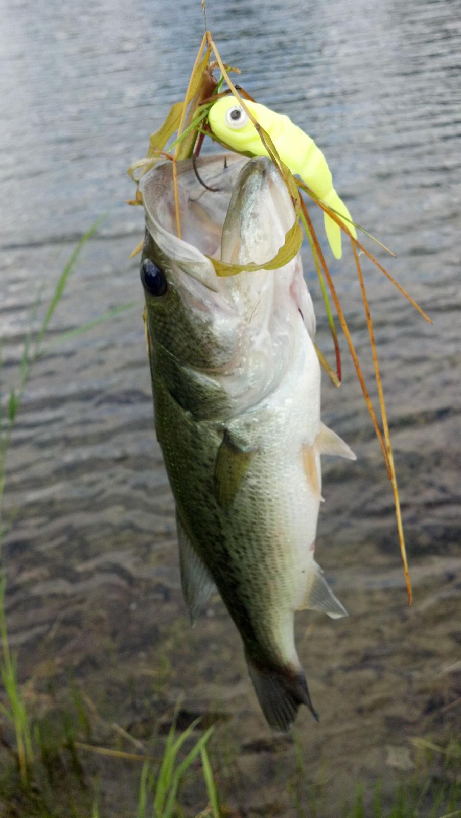 Banjo Minnow! - Fishing Rods, Reels, Line, and Knots - Bass Fishing Forums