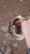 post-50738-0-60301200-1437261984_thumb.j