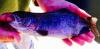 post-50912-0-43334700-1437154944_thumb.j