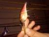post-54142-0-33084900-1436253938_thumb.j