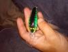 post-54142-0-45359900-1436253983_thumb.j