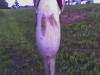 post-18175-0-85000100-1312733652_thumb.j