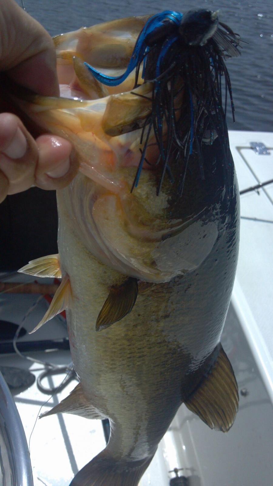 Miami Canal Lures - Fishing Tackle - Bass Fishing Forums