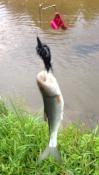 post-45982-0-13108200-1439171048_thumb.j