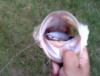 post-27975-0-48805400-1348982386_thumb.j