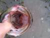 post-38404-0-76924400-1346589379_thumb.j