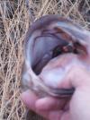 post-48780-0-84395400-1412109647_thumb.j