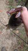post-50738-0-74052800-1442365471_thumb.j