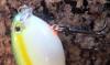 post-49643-0-42147900-1413305839_thumb.j