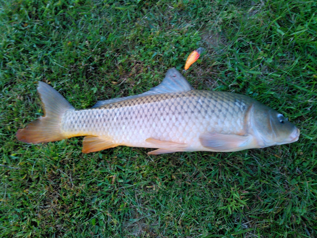 Have You Ever Caught A Grass Carp On An Artificial Lure?? - Other